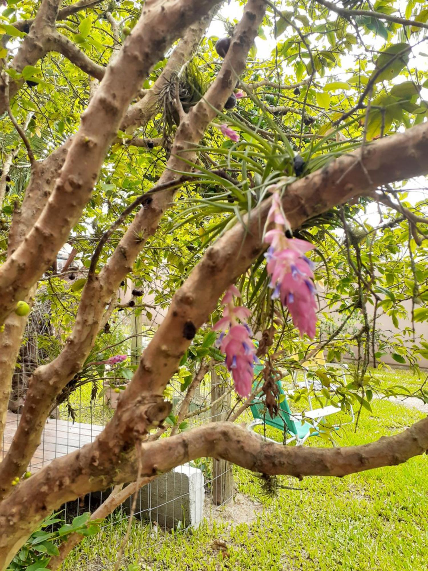 Jabuticasa Cabana De Madeira Na Praia 페냐 외부 사진